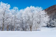 Ориентирование на лыжах Ориентирование на лыжах